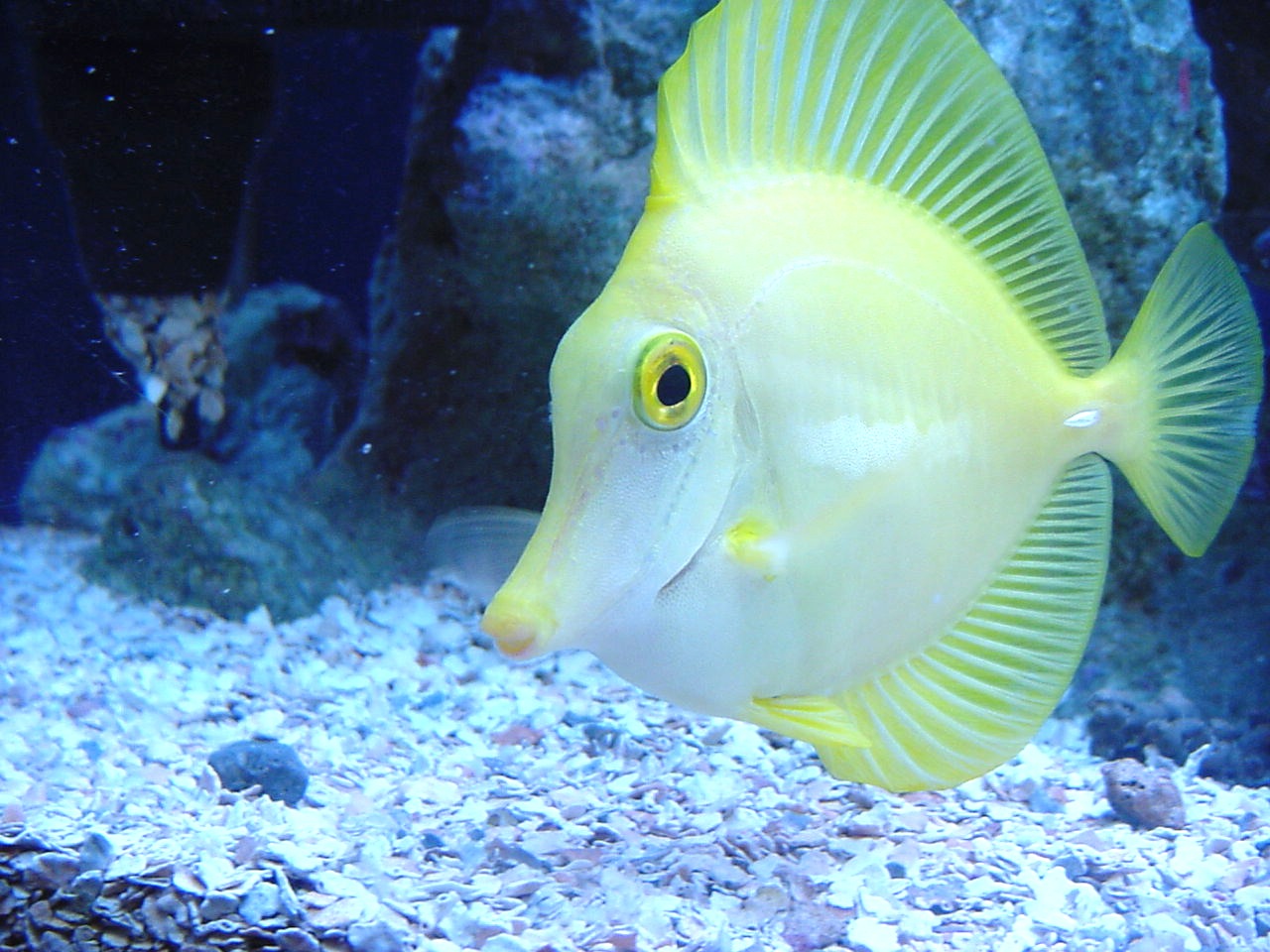 An%20Autobiography%20of%20a%20Fish1.jpg