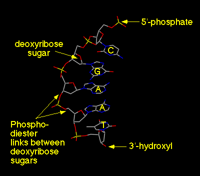 groups to phosphate groups