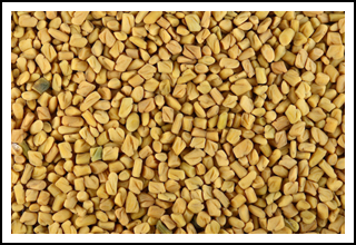 fenugreek