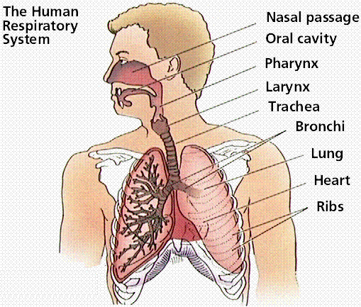 human circulatory system worksheet. The Human Respiratory System
