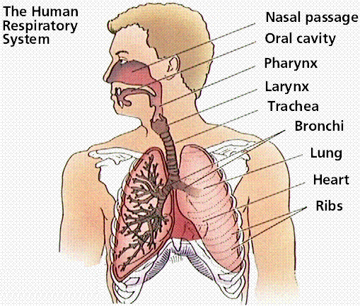 Respiratory Pathway