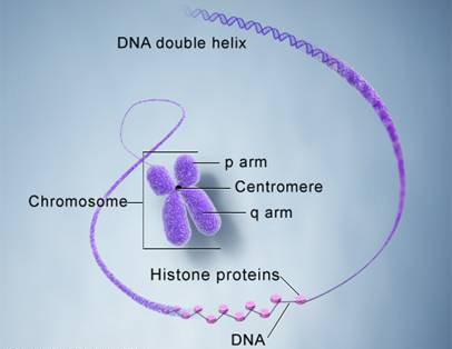 DNA and histone proteins are packaged into structures called chromosomes.